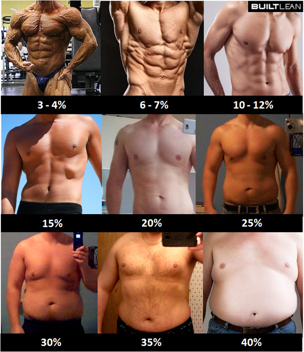 What percentage of body weight is muscle?
